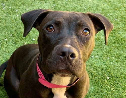 picture of the dog needing adoption