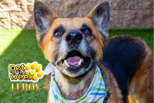 picture of the dog needing adoption