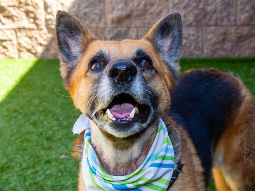 picture of the dog needing adoption