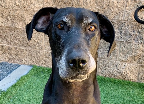picture of the dog needing adoption