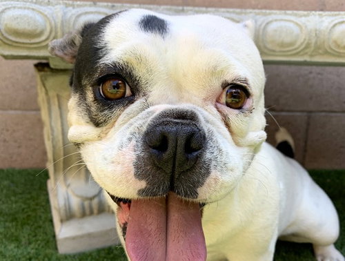 picture of the dog needing adoption