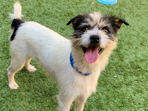 picture of the dog needing adoption