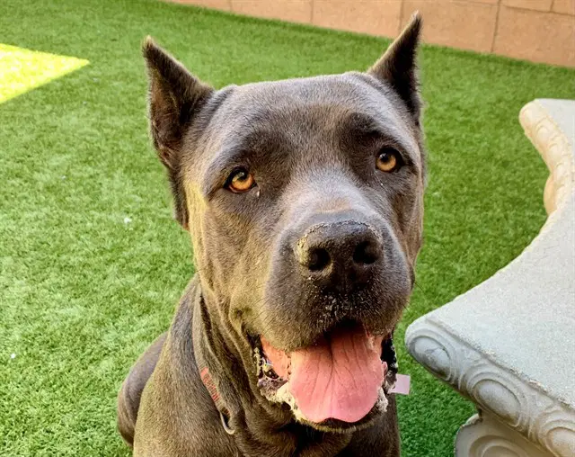 Unknown - Cane Corso Mastiff