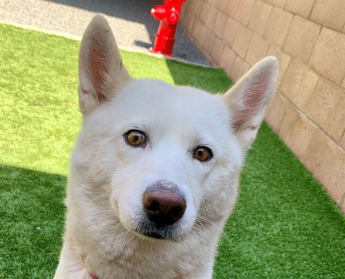 picture of the dog needing adoption