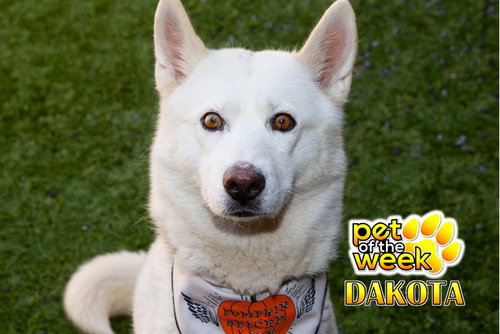 picture of the dog needing adoption