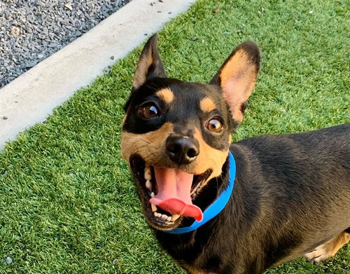 picture of the dog needing adoption