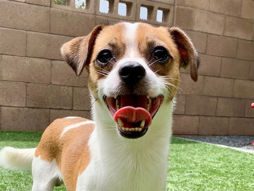 picture of the dog needing adoption