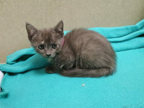 picture of the cat needing adoption