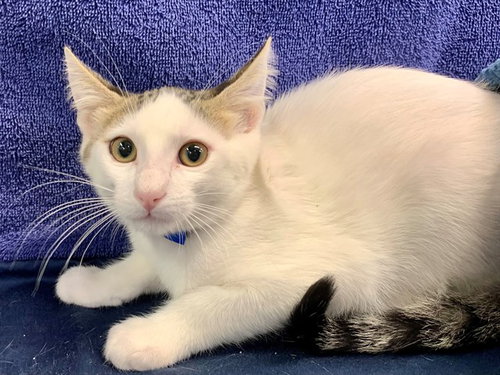 picture of the cat needing adoption