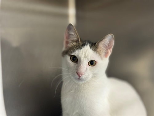 JUMPER, a cat for adoption from Moreno Valley Animal Shelter