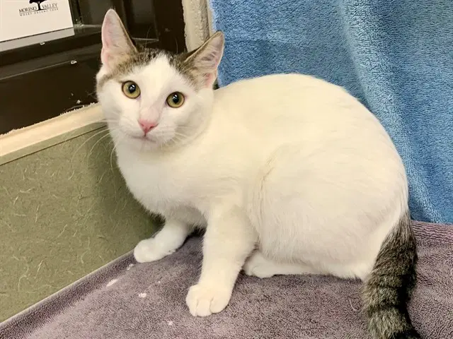 Jumper - Domestic Short Hair