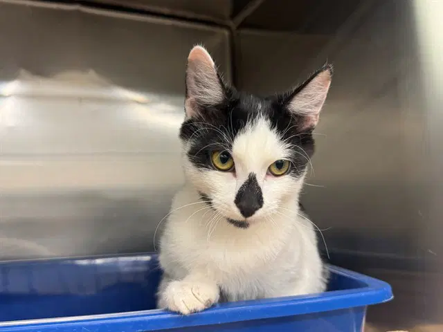 Diamond - Domestic Short Hair