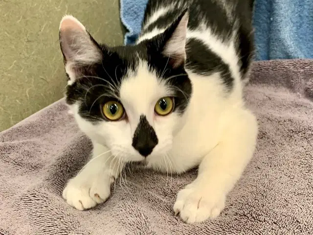 Diamond - Domestic Short Hair