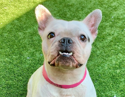 picture of the dog needing adoption