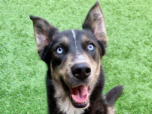 picture of the dog needing adoption