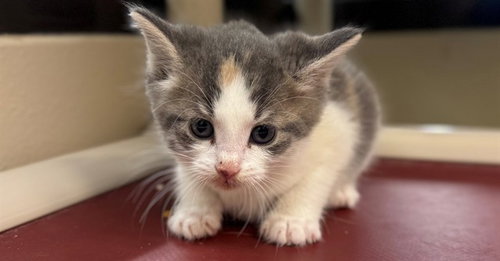 picture of the cat needing adoption
