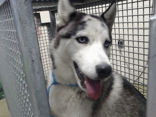 picture of the dog needing adoption