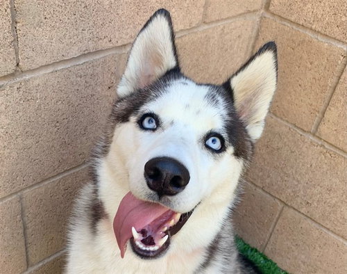 picture of the dog needing adoption