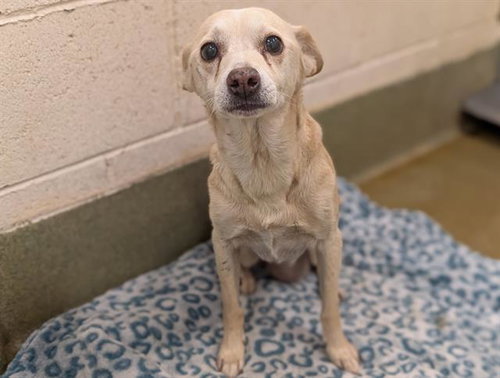 picture of the dog needing adoption
