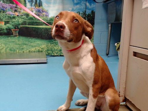 picture of the dog needing adoption