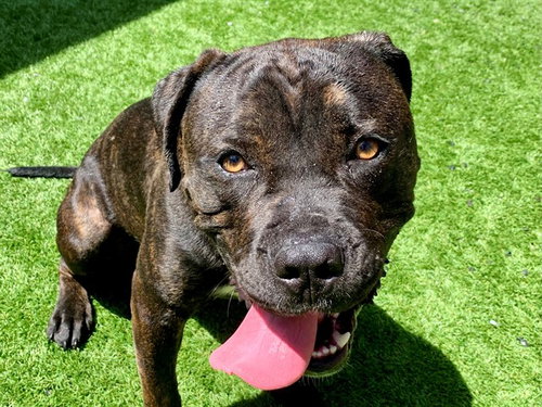 picture of the dog needing adoption