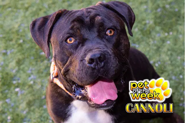 Cannoli - Mastiff