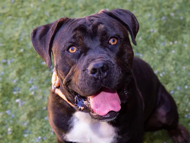 Cannoli - Mastiff