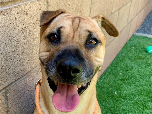 picture of the dog needing adoption