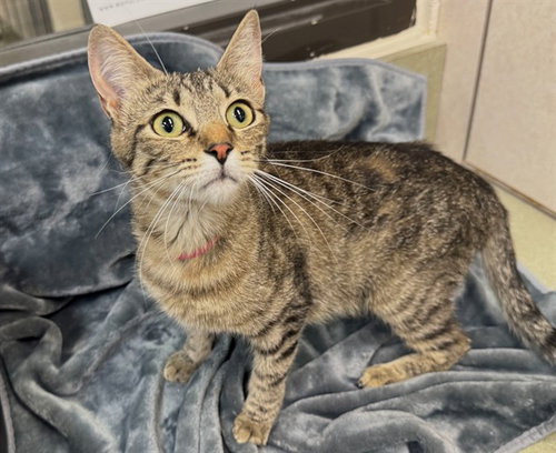 picture of the cat needing adoption