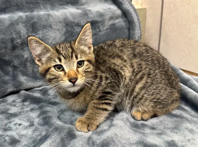 Unknown - Domestic Short Hair