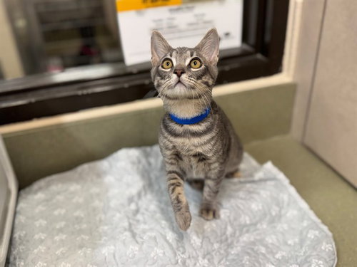 picture of the cat needing adoption