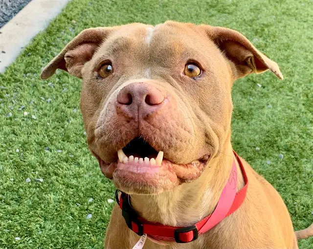 Bell Of The Ball - Pit Bull Terrier
