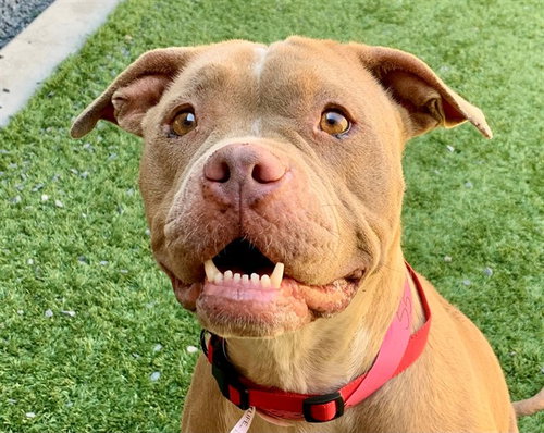 picture of the dog needing adoption