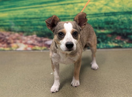picture of the dog needing adoption
