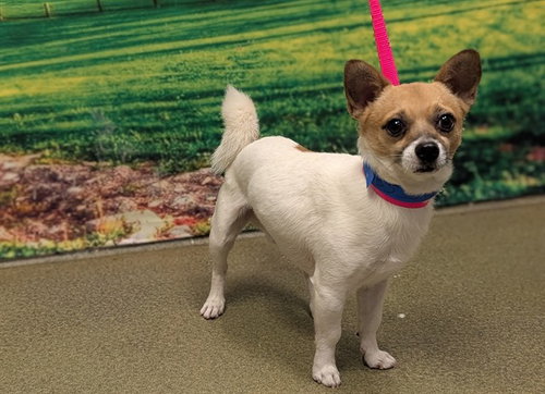 picture of the dog needing adoption