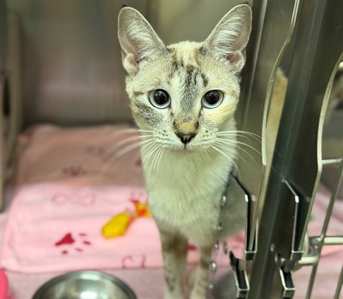 picture of the cat needing adoption
