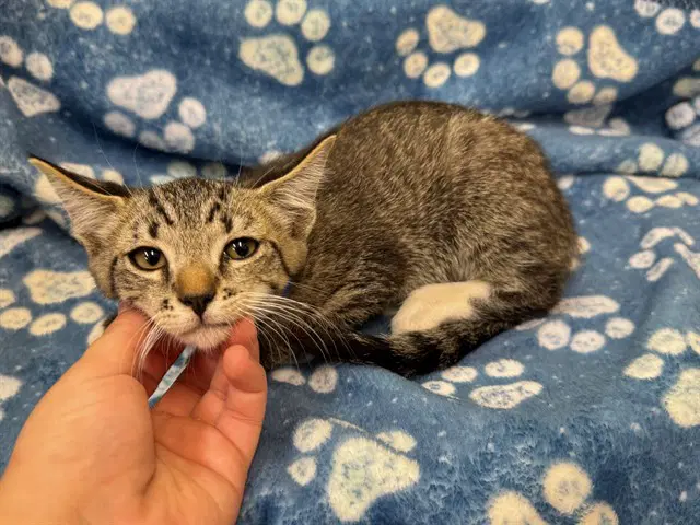 Unknown - Domestic Short Hair