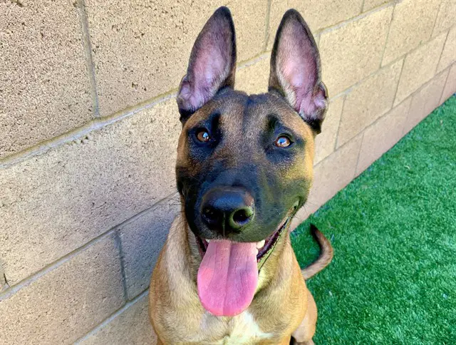 Rambo - Belgian Shepherd Malinois