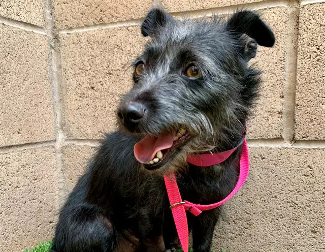 Unknown - Terrier