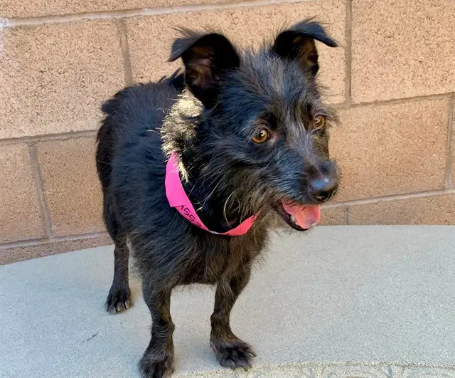 Angel - Terrier