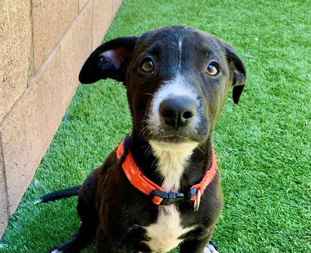 Tony - Labrador Retriever