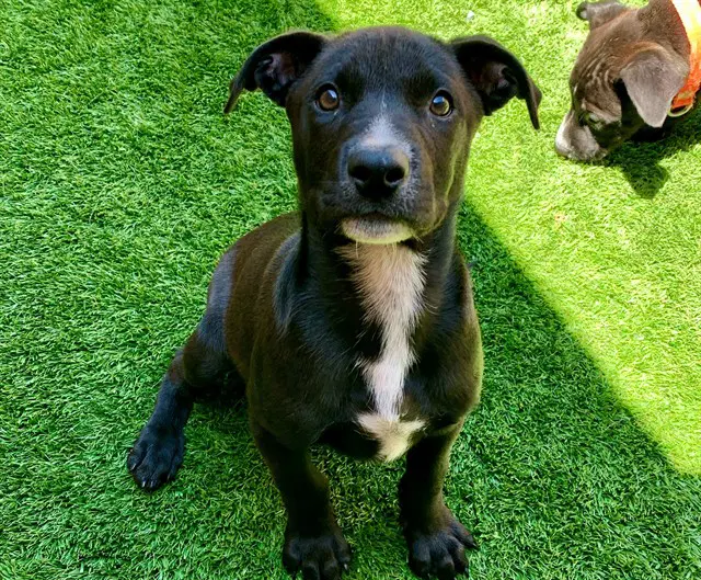 Ducky - Labrador Retriever