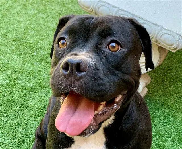 Kitty - Mastiff
