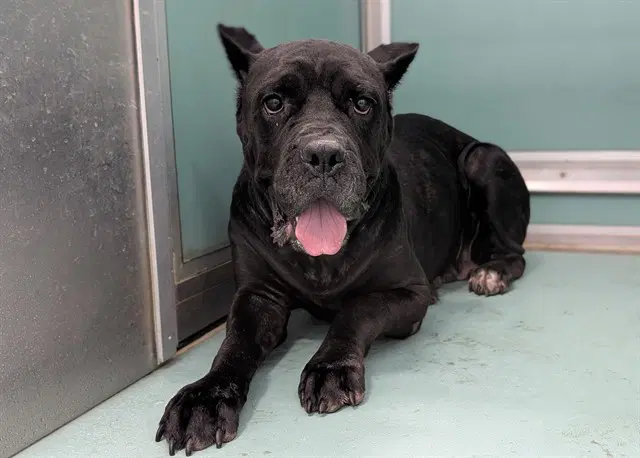 Arma - Cane Corso Mastiff