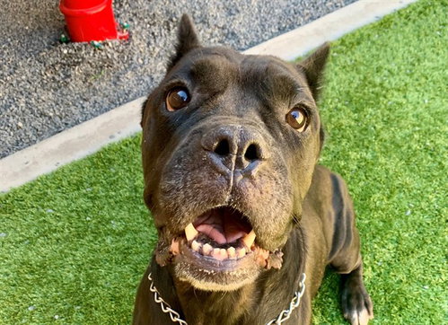 picture of the dog needing adoption