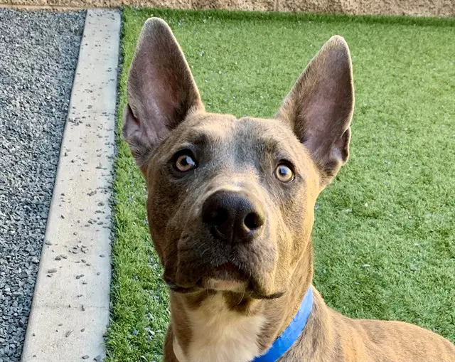Unknown - Pit Bull Terrier