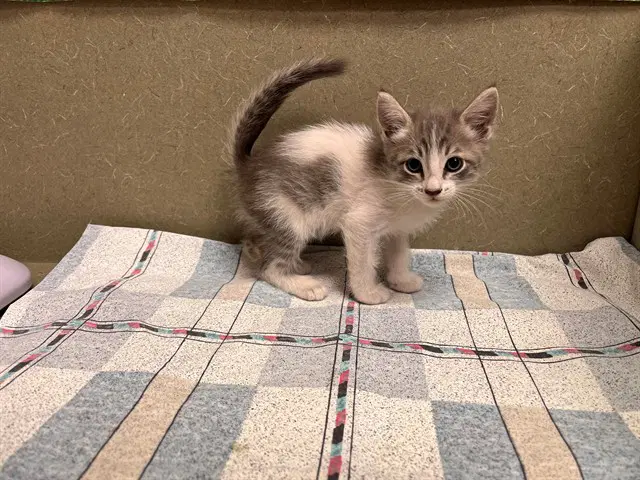 Unknown - Domestic Short Hair