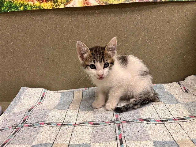 Unknown - Domestic Short Hair
