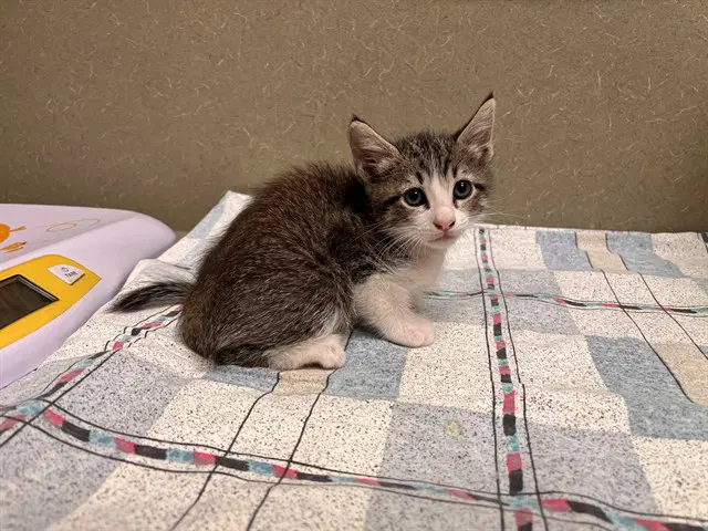 Unknown - Domestic Short Hair