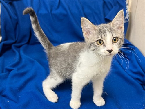 picture of the cat needing adoption